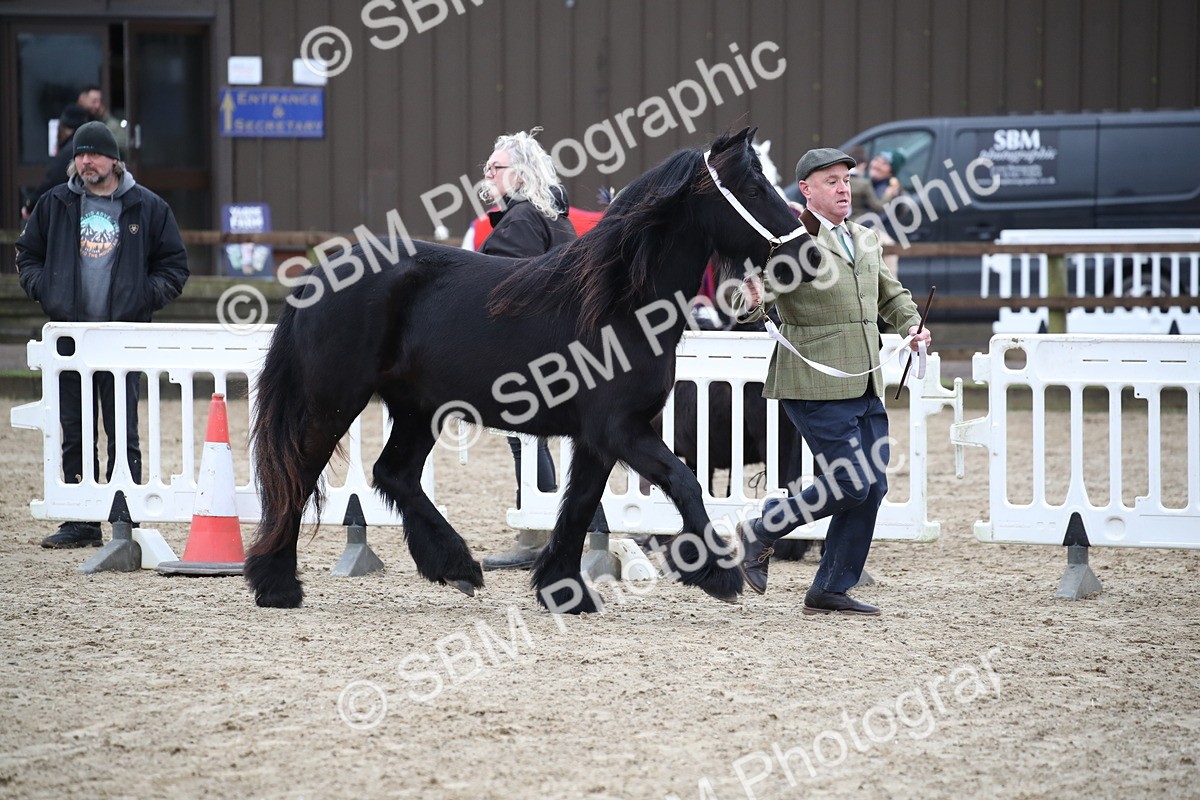 SBM_003998 - Class 1-4 - Young Stock classes Inc. In Hand Championship