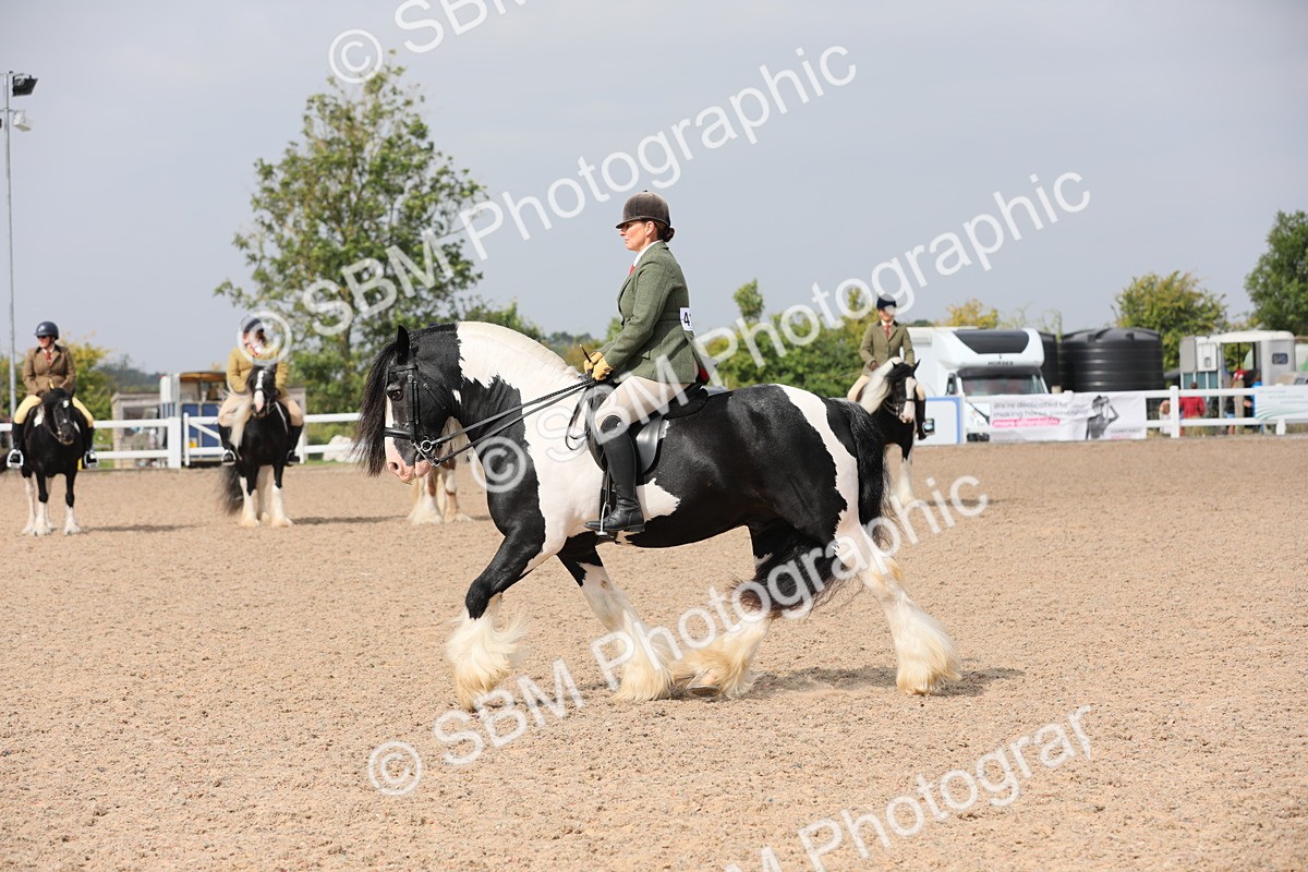 SBM_12815 - Class 307 Ridden Coloured Pony