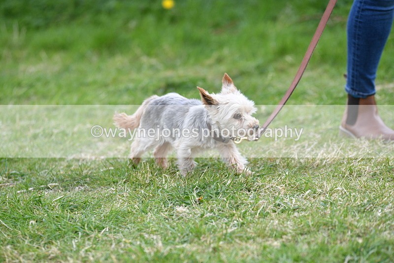 WJ5_0123 - Class 5 Best Veteran / 7 years & over