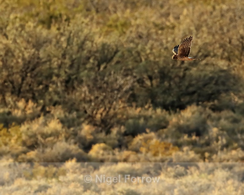 Northern Harrier hunting, Bosque del Apache, New Mexico - Northern Harrier