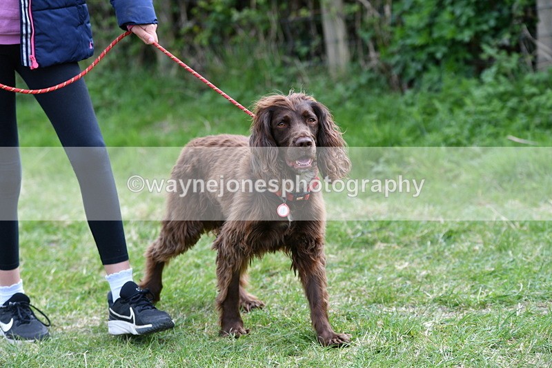 WJ5_9482 - Class 3 Most Handsome Dog