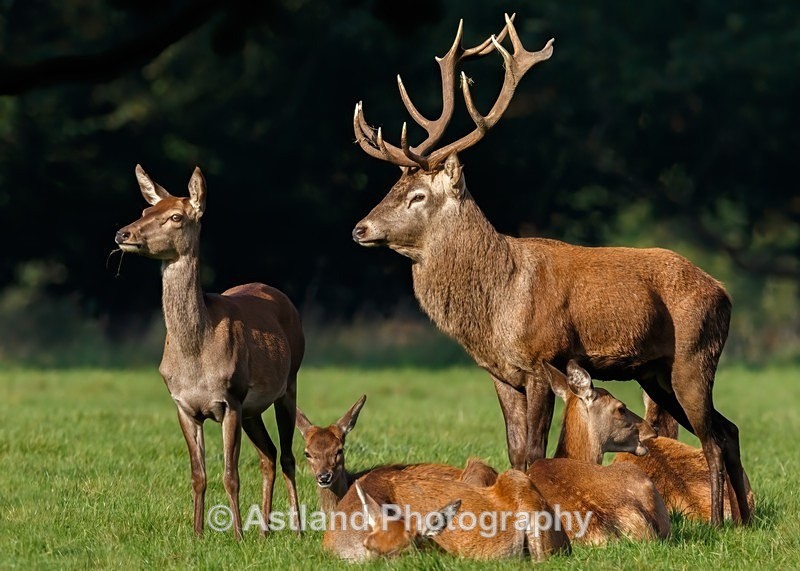 Astland Photography, Bird and Wildlife Images, Susan and Peter Wilson, U.K.