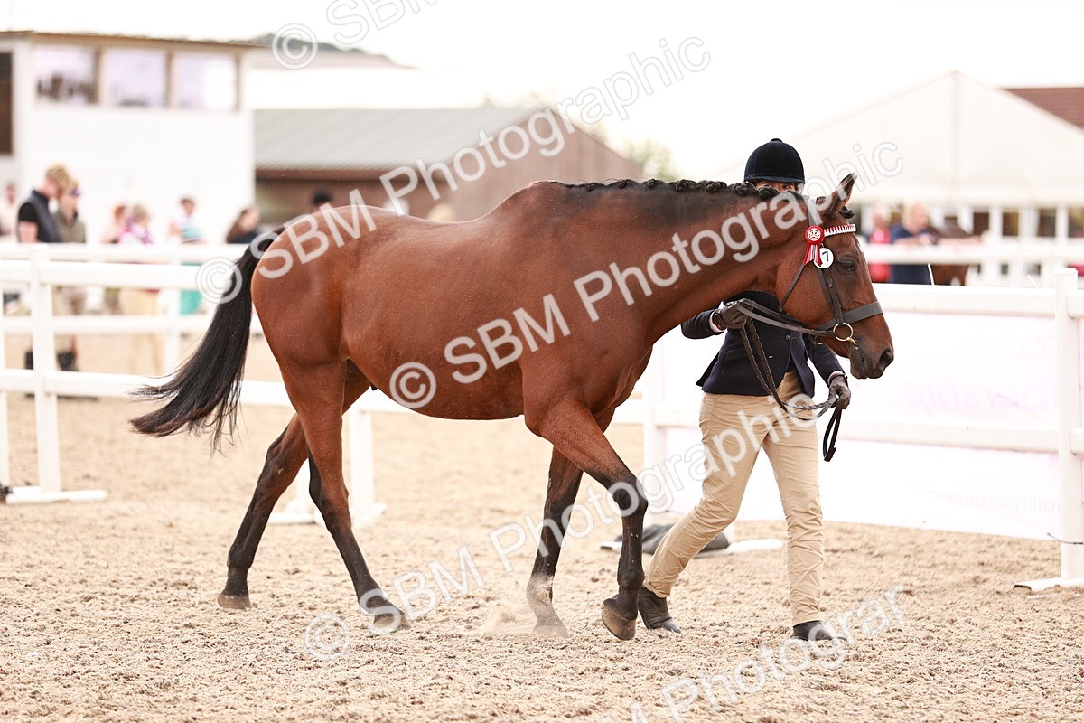 SBM_16179 - Class412 - Handsome Gelding (IH  or Ridden) Adult