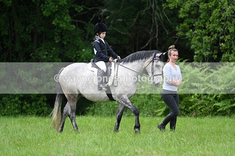WJ7_3929 - Class 14A Handsome Gelding