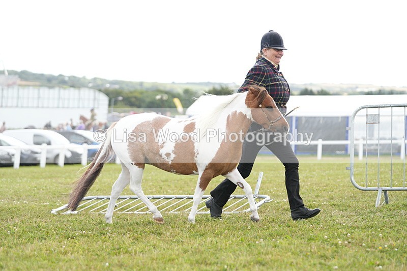 DSC06876 - Class 60: Coloured Pony 4yrs & over