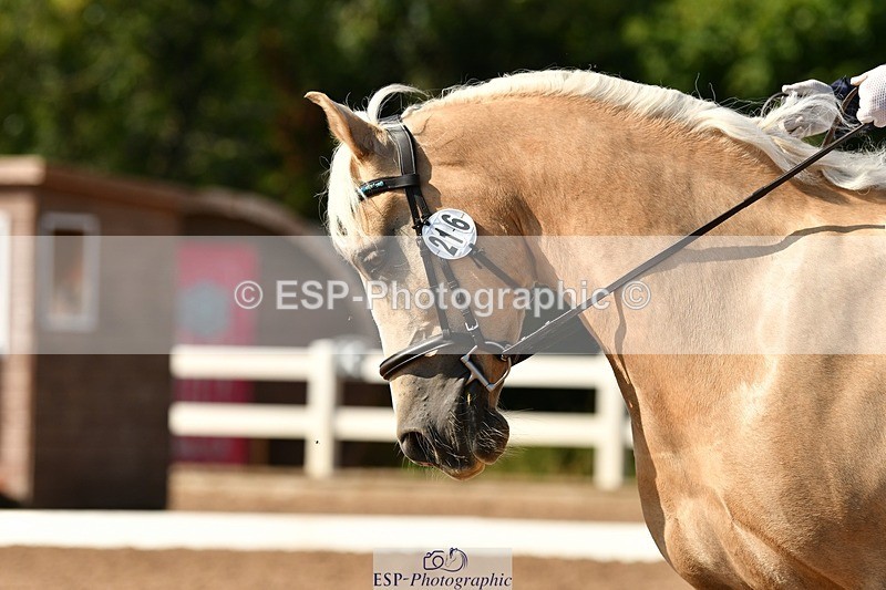 250817-161548-11530 - 216-Chloe.WaltonHaytors.Lord.of.the.Dance