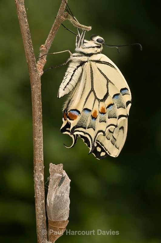  - Bugs: Butterflies