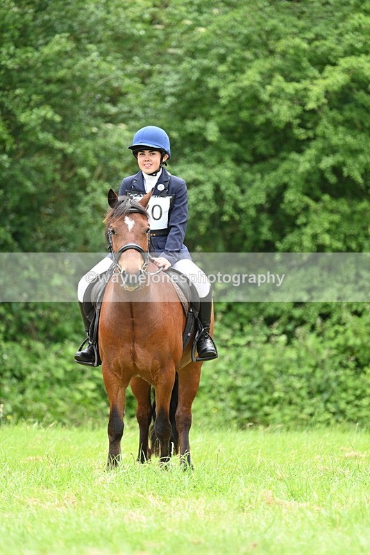 WJ7_3855 - Class 14A Handsome Gelding
