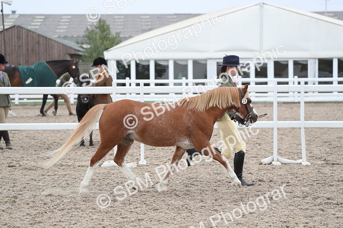 SBM_17975 - Class 317 IH Pure bred Horse/Pony