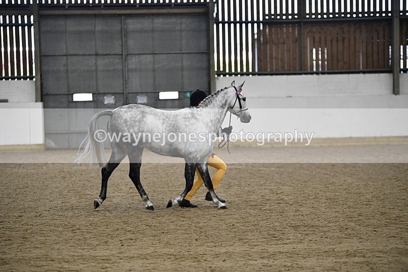 WJ5_5747 - Morning in hand Championship