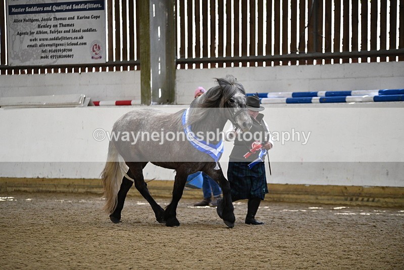 WJ5_5879 - Morning in hand Championship
