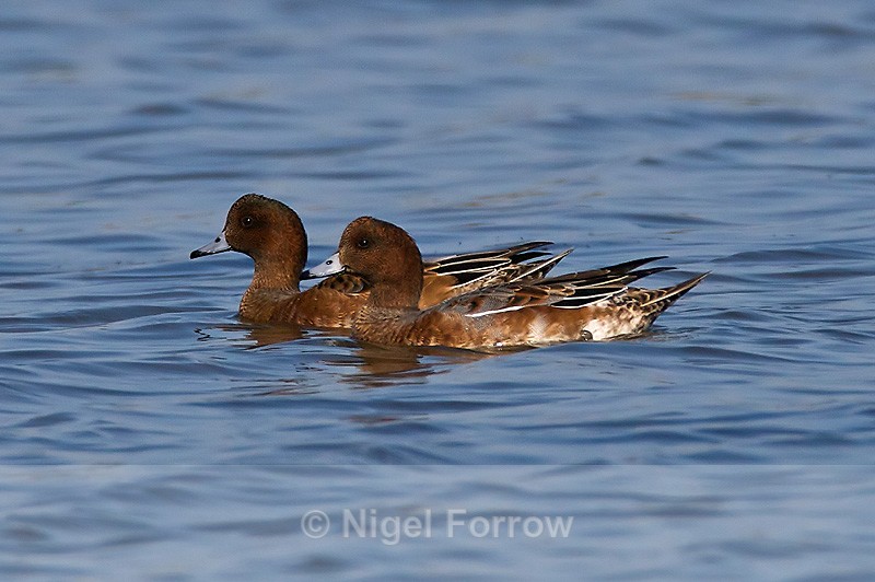 Wigeon (female) - Wigeon