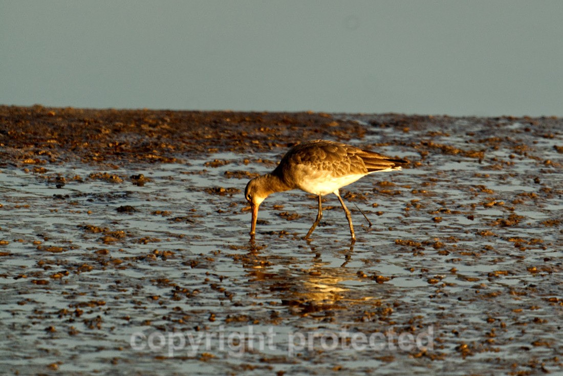 Bar tailed Godwit - River Deben - Suffolk - Birds