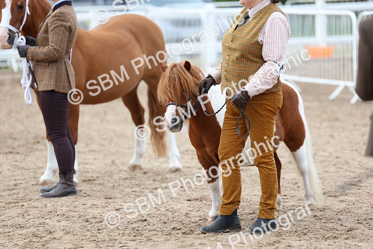 SBM_05971 - Class 29 - IH Veteran Pony