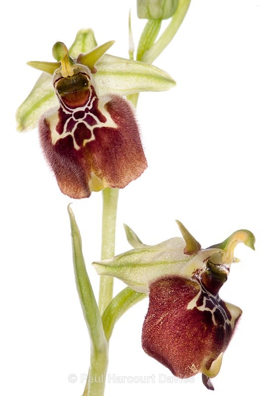  - WB: Orchids - Ophrys