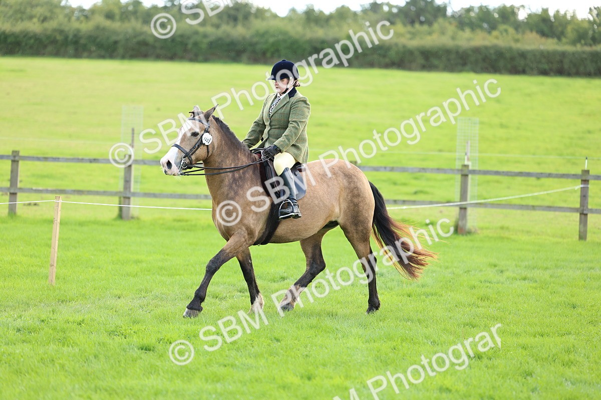 SBM_45545 - S33 - Working Hunter Pony