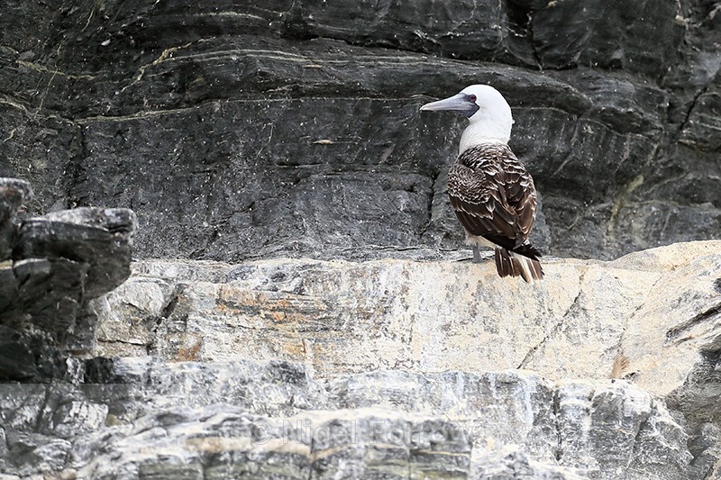 Peruvian Booby standing on ledge, Chanaral Island, Chile - Peruvian Booby