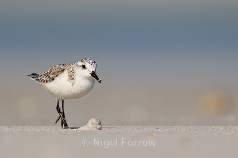 Sanderling walking on beach, Fort De Soto, Florida - Sanderling