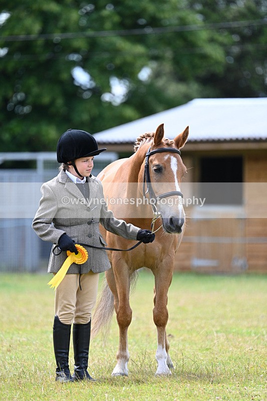 WJ7_6760 - Class 5 Handsome Gelding in hand