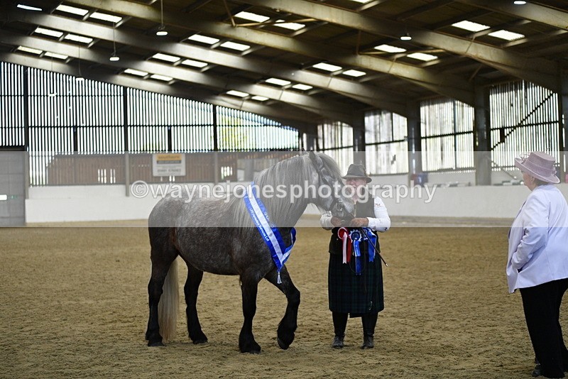 WJ5_5801 - Morning in hand Championship