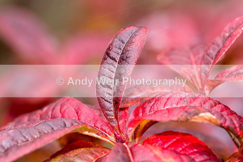 Autumnal Red - Trees & Shrubs