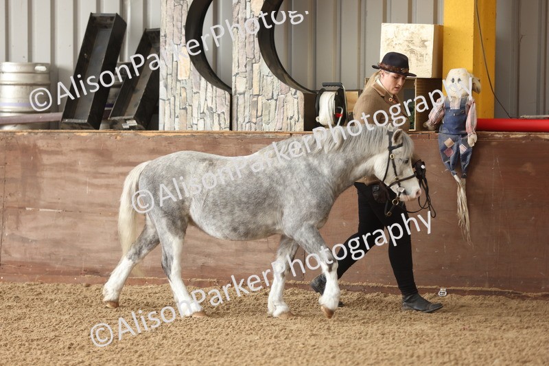 20251109-0575 - Class 22 - Geldings 4 Years and over