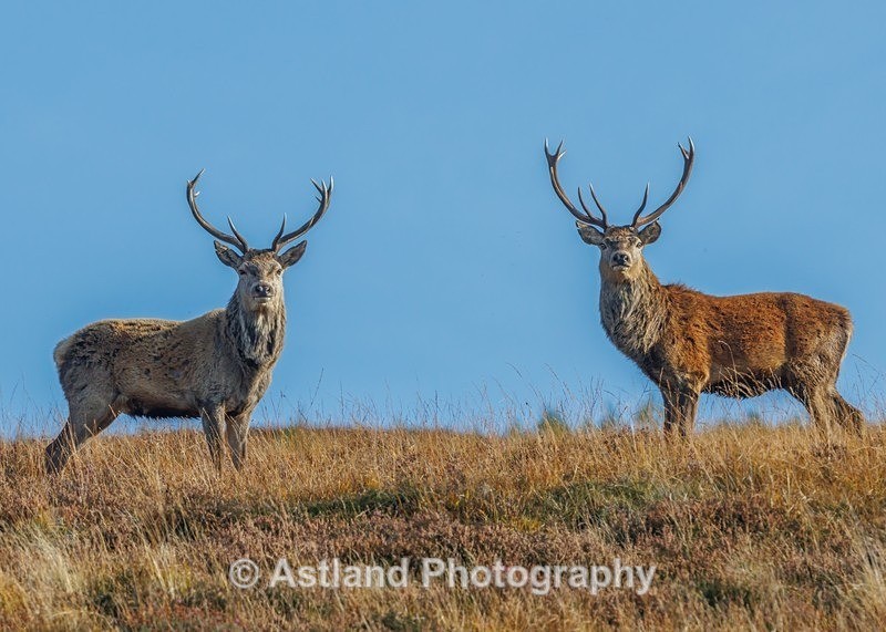 Red Deer - Latest Images