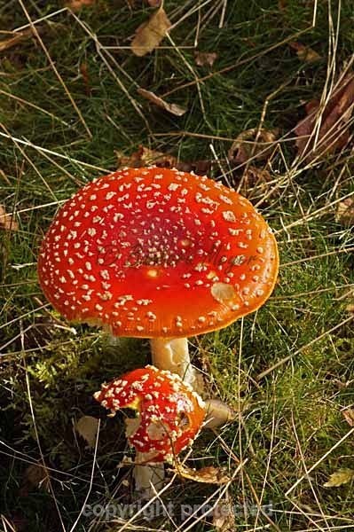 Fly Agaric - Bragdate Park - Bradgate Park