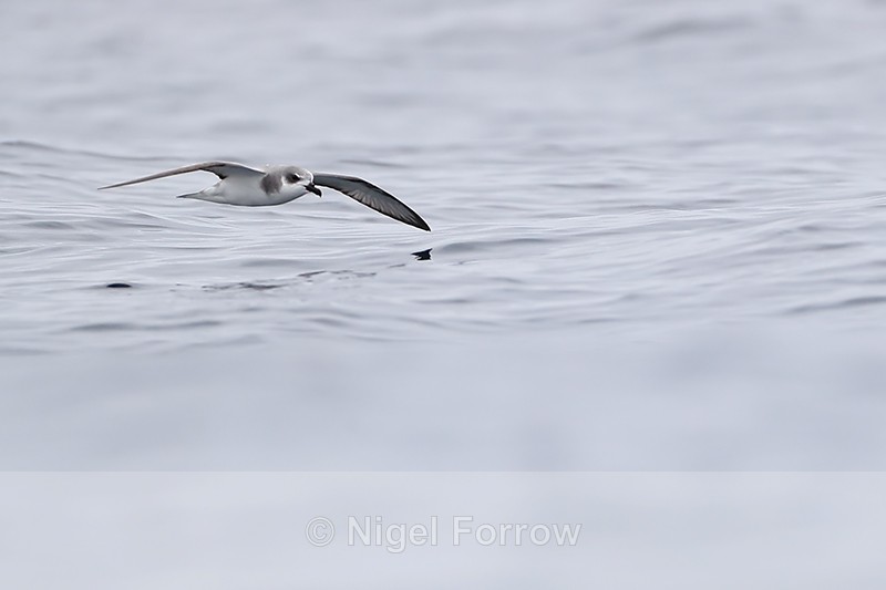 Masatierra Petrel low over ocean, Chile - Masatierra (De Filippi's) Petrel