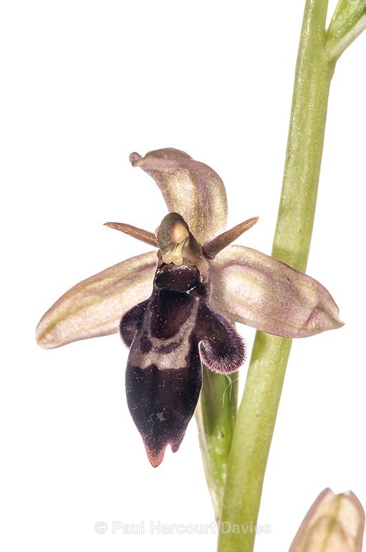  - WB: Orchids - Ophrys