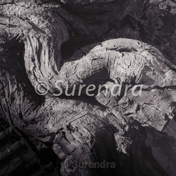 Bark # 6D - Bark Series 1 樹皮