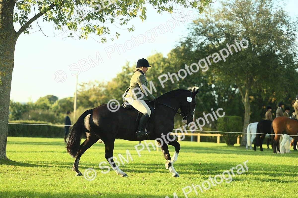SBM_55520 - S14 - Riding Club Horse