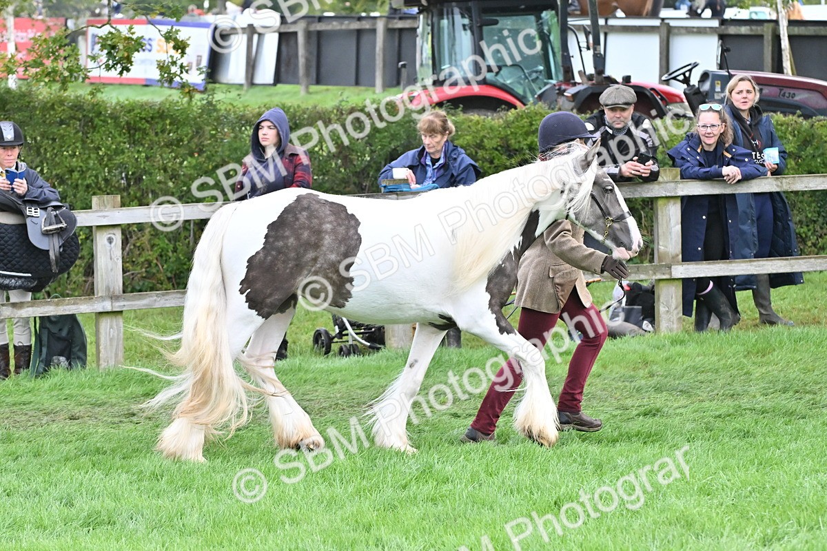 SBM_56893 - S45 - Coloured Pony In Hand