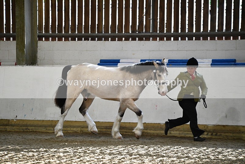 WJ5_3448 - Class 1 Youngstock