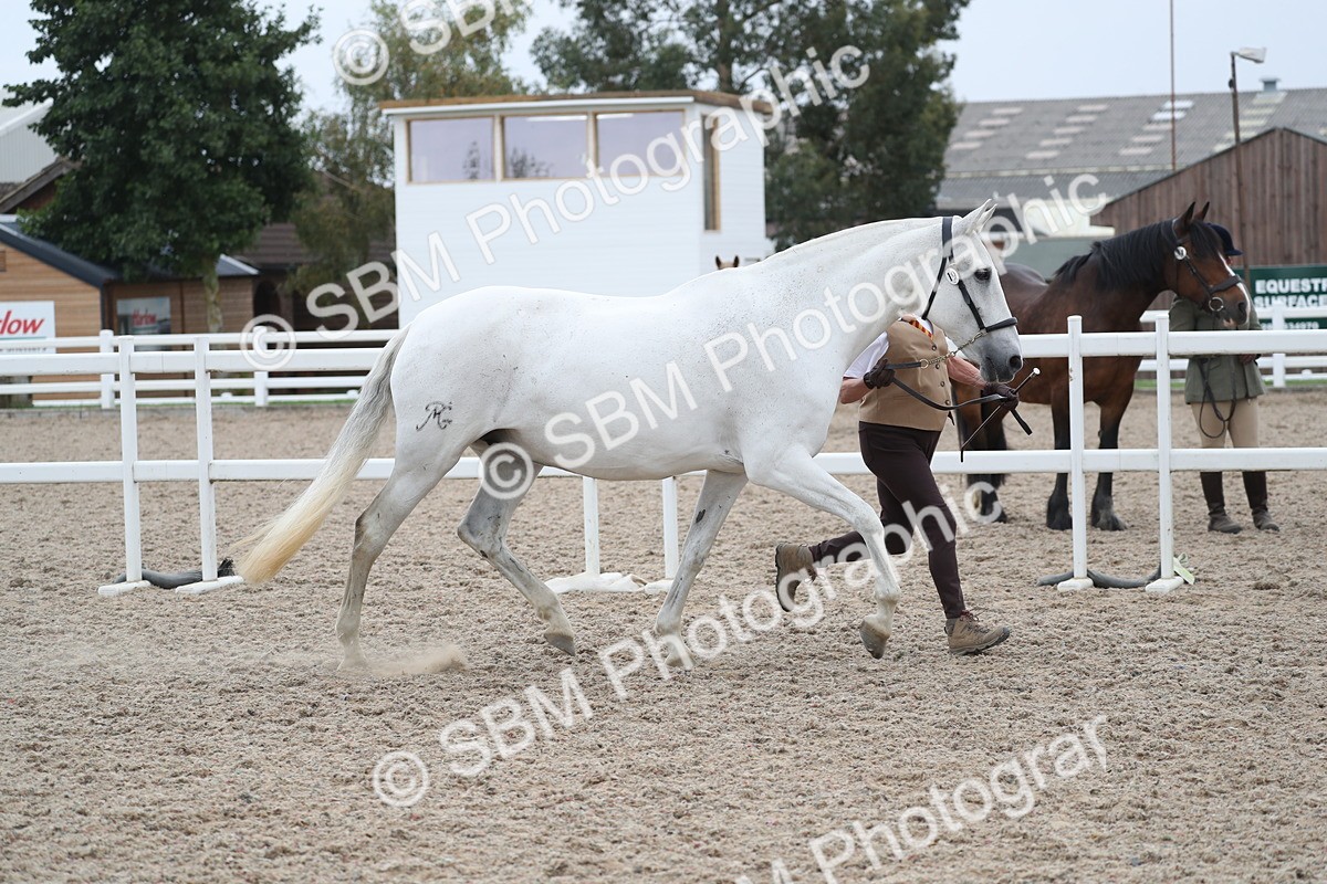 SBM_17956 - Class 317 IH Pure bred Horse/Pony