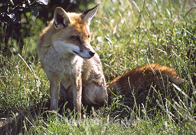Fox - Wildlife