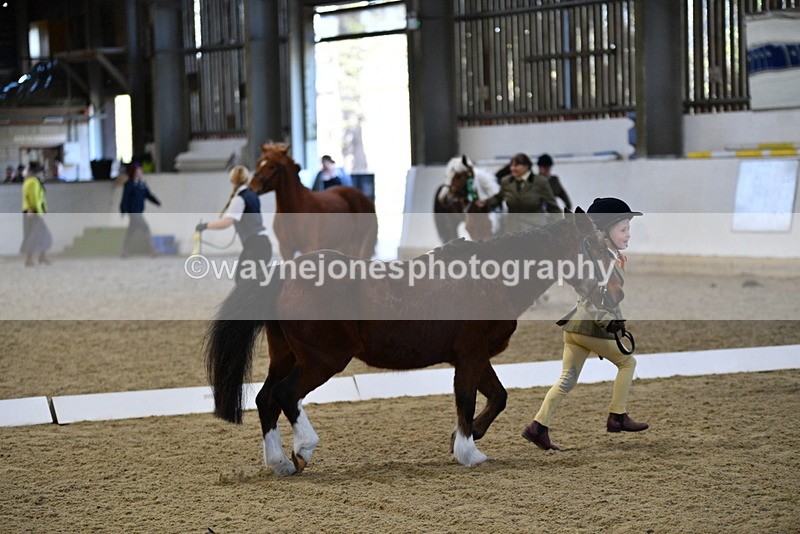 WJ5_3784 - Class 5 In Hand Veterans