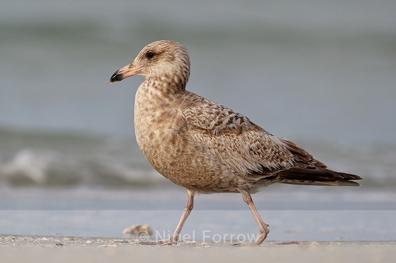 Ring-billed Gull (juvenile) passes close by, Fort De Soto, Florida - Ring-billed Gull