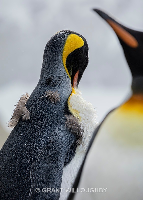 King preening 2 - Antartica