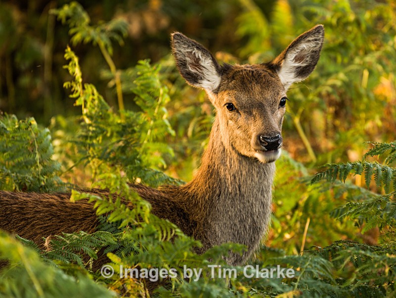 Fawn Deer in Bracken 1251422 - Wildlife