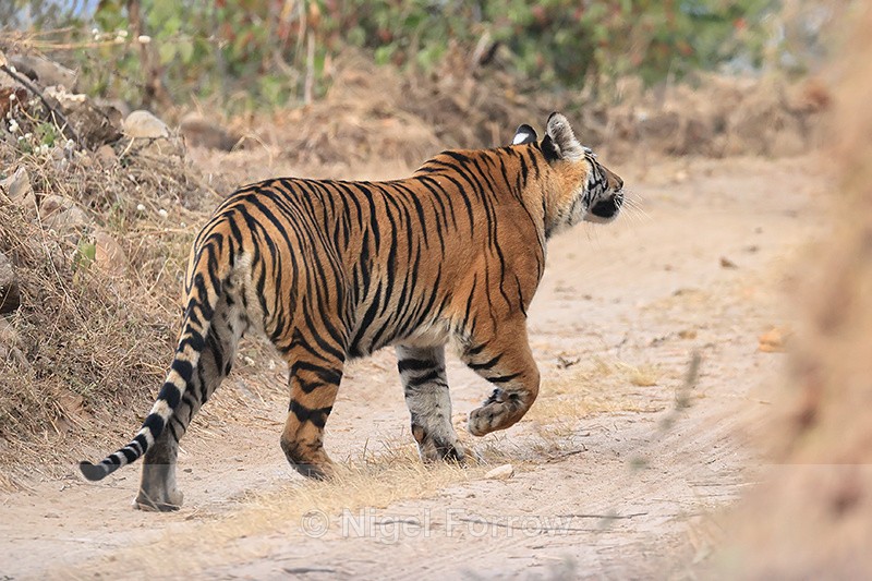 Tiger hesitates on road, Bandhavgarh Reserve, Madhya Pradesh, India - Tiger