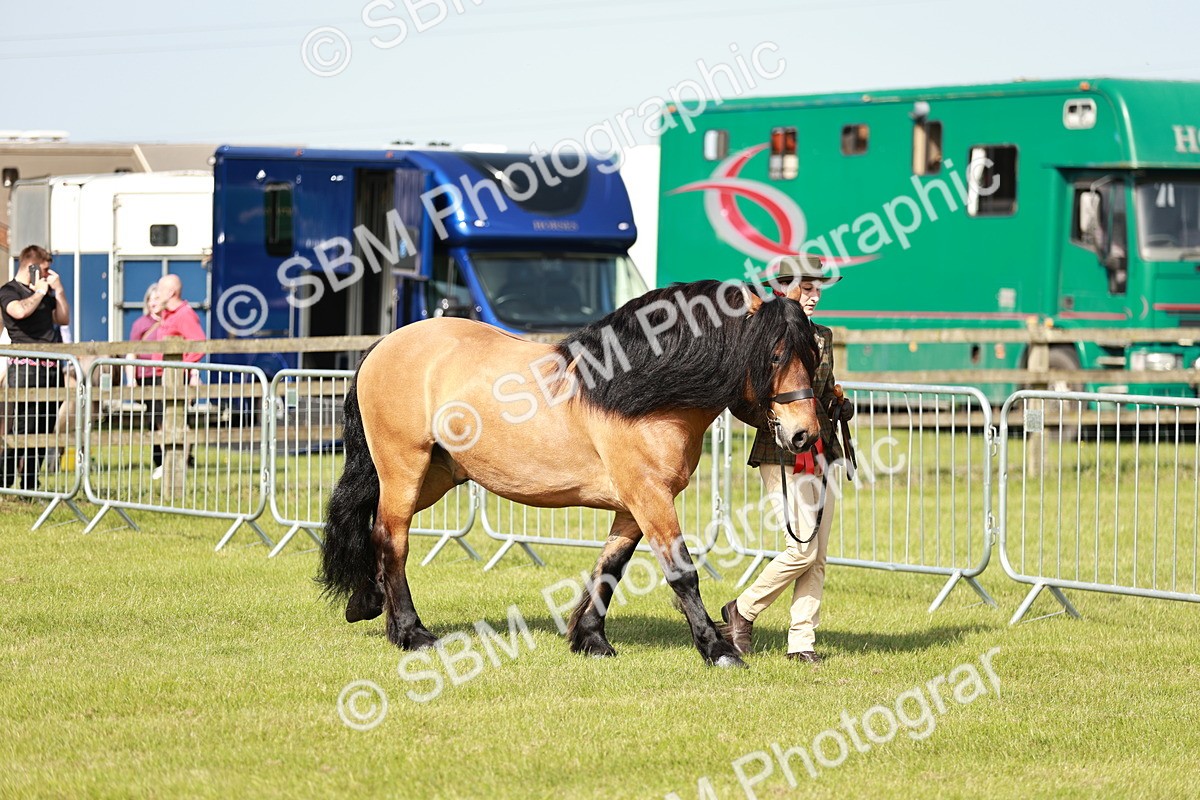 SBM_01590 - Class 14-23 - Mountain & Moorland In Hand Non Welsh