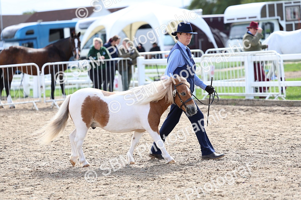 SBM_01912 - Class 18 - Handsomest Gelding - IH or Ridden