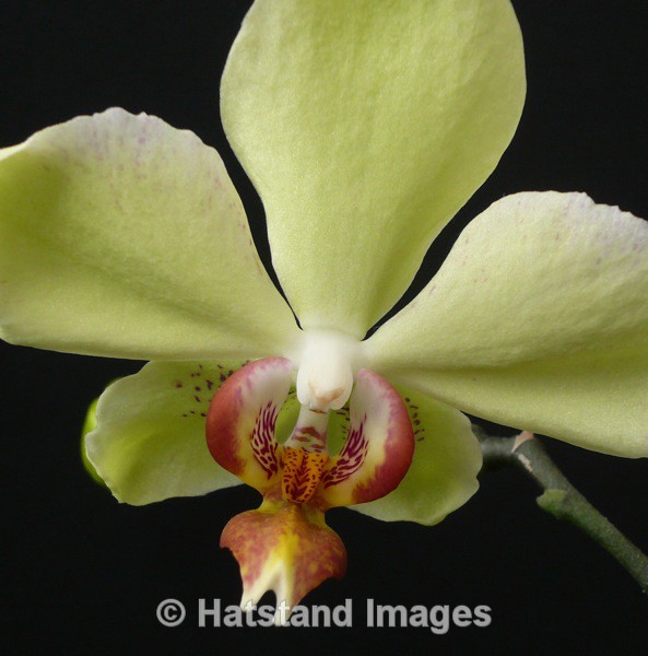 Yellow Orchid - nature