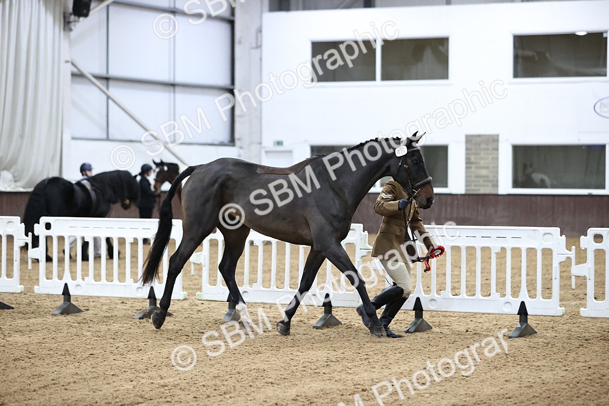 SBM_5232 - Class 39 - In Hand Gelding