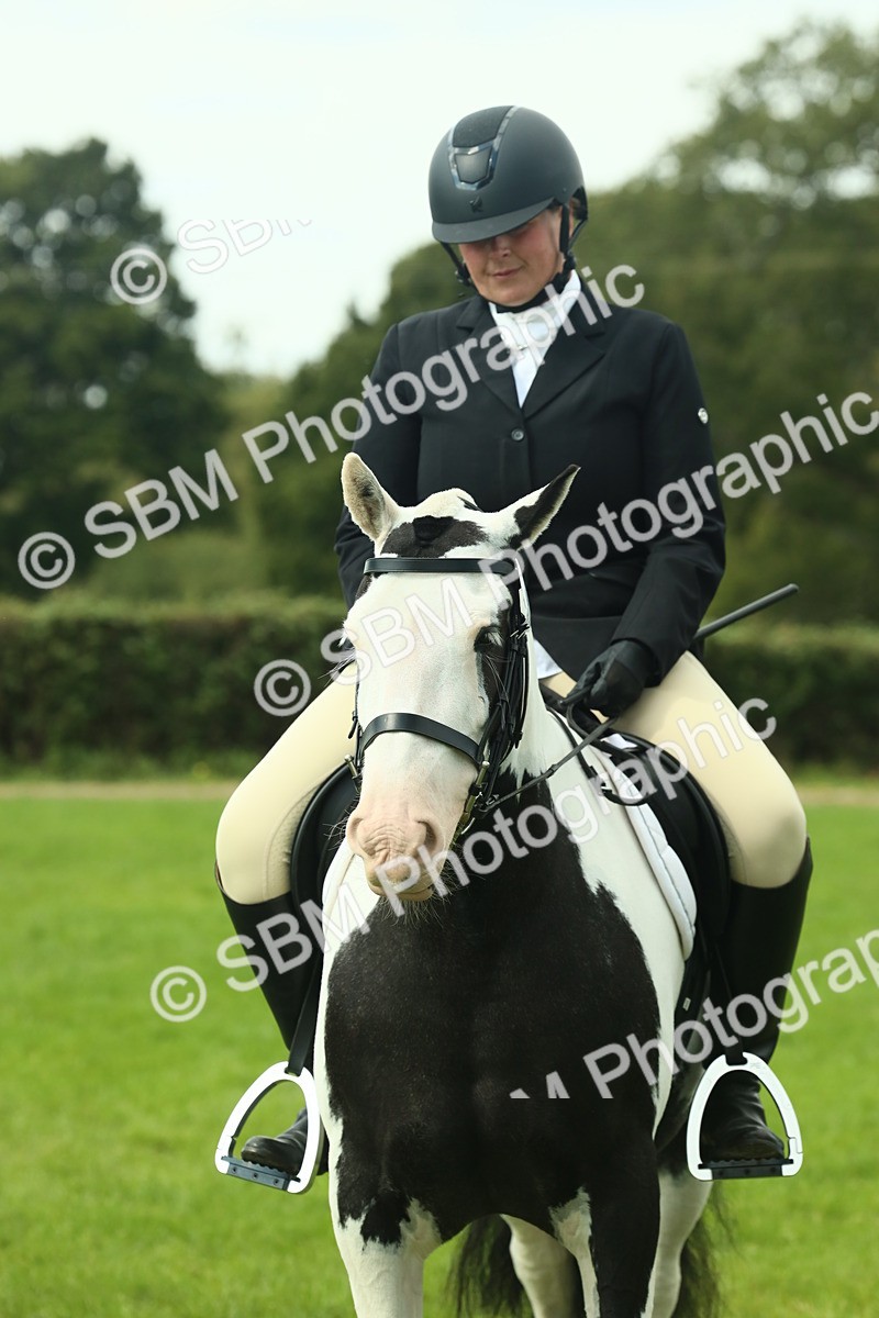 SBM_66437 - S34 - Rehabilitated Rescue Horse & Pony In Hand & Ridden