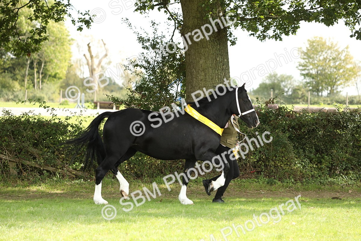 SBM_66303 - In Hand Pony & Youngstock Supreme Championship