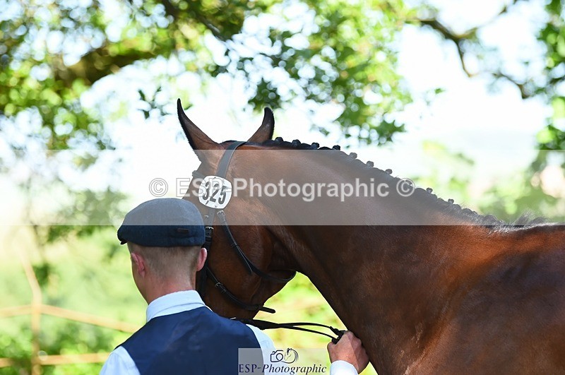 230524-152408-00246 - 325-LONESTAR-Thomas_Hawke-WEDTrotUp+DR