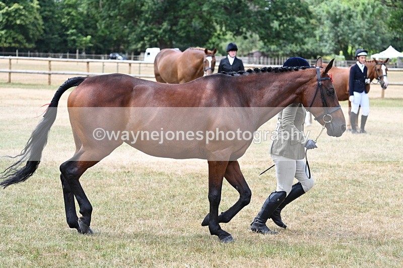 WJ7_1918 - Class 4a Prettiest Mare 14.2hh and over hand