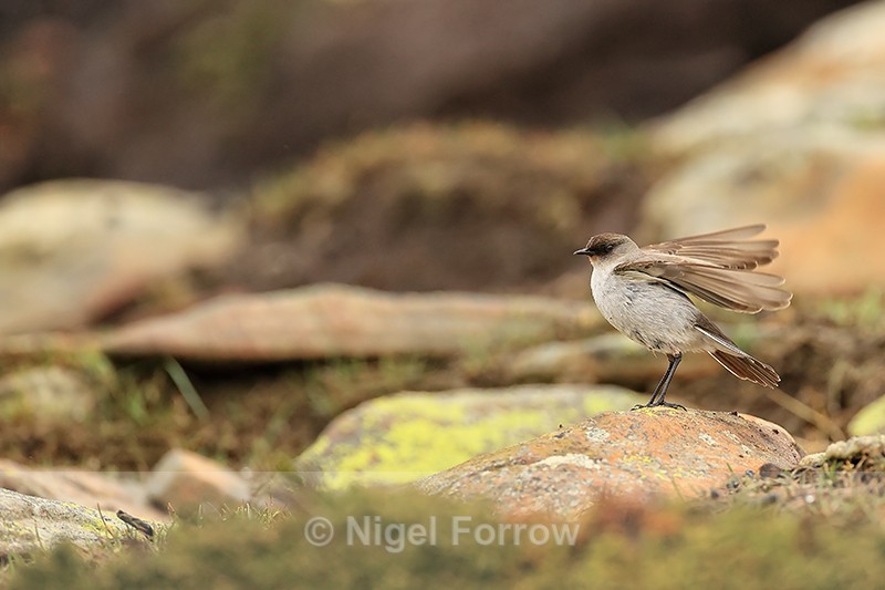 Dark-faced Ground-Tyrant, wings raised, Saunders Island, Falklands - Dark-faced Ground-Tyrant